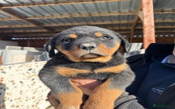 Rottweiler dogs for sale: Stunning chunky Rottweiler puppies - Image 12