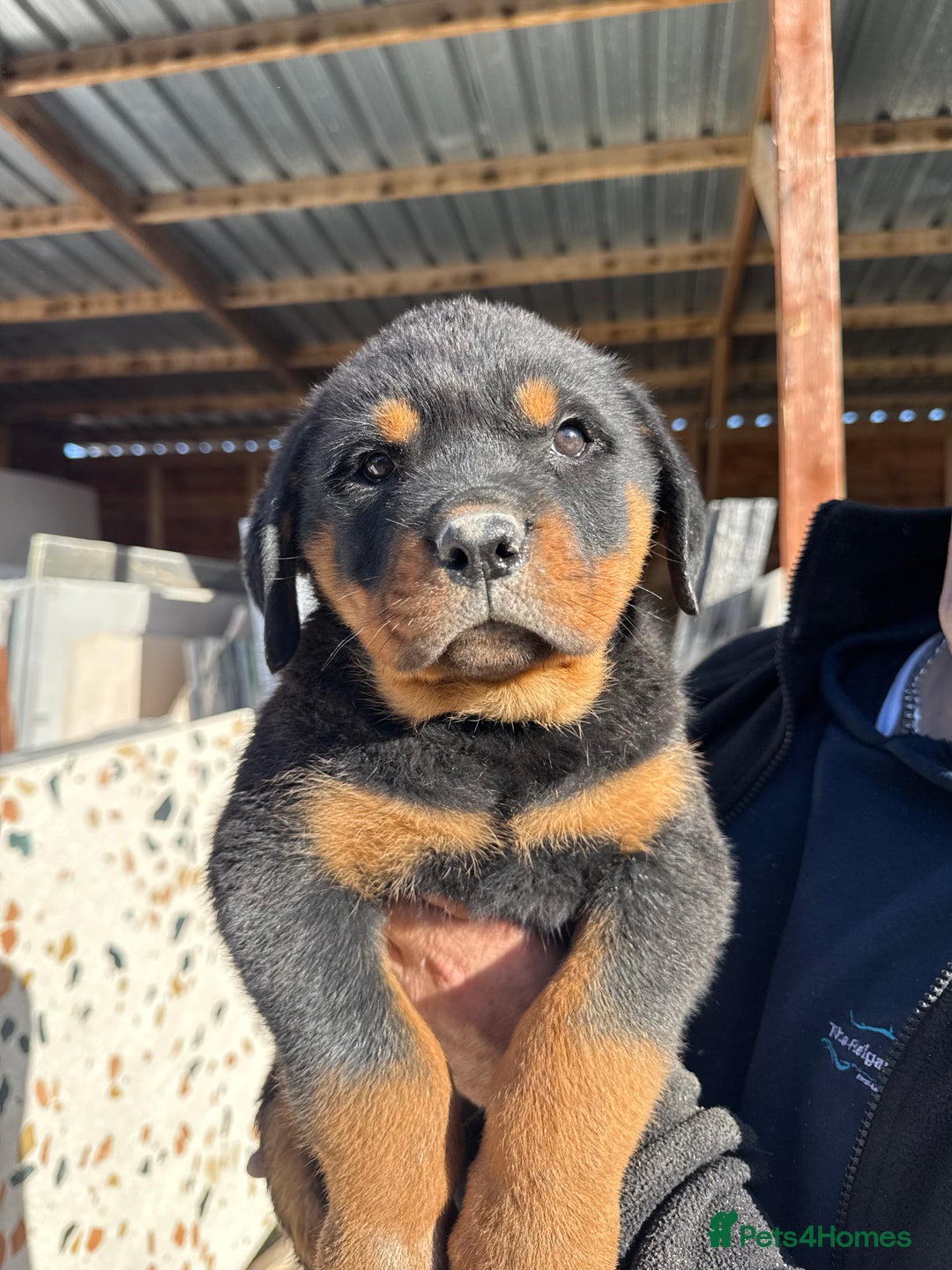 Rottweiler dogs for sale: Stunning chunky Rottweiler puppies - Image 12