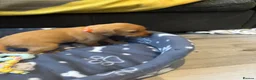 Labrador Retriever dogs for sale: Labrador puppies  in Weymouth - Advert 37