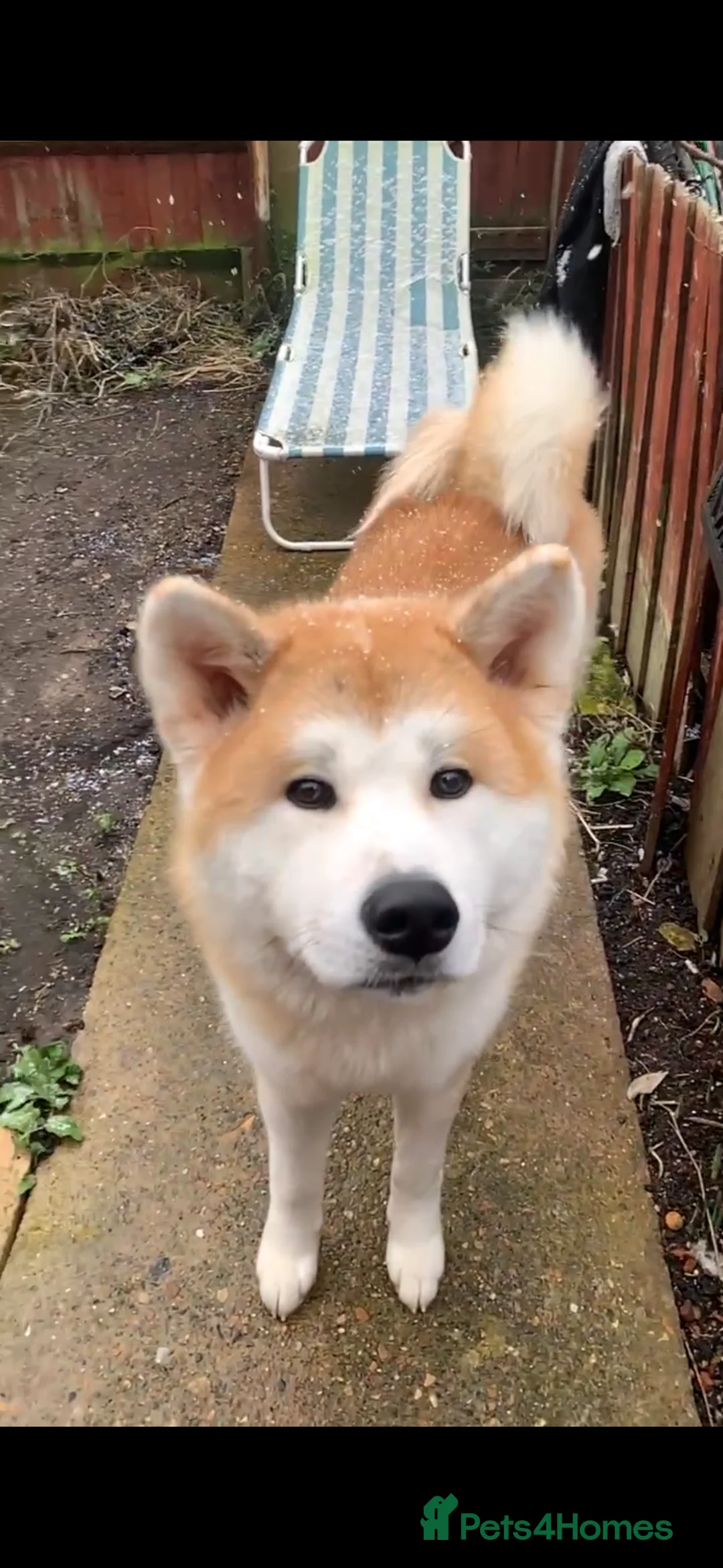 Japanese Akita Inu dogs for stud: ⭐️ KC Pedigree Japanese Akita Inu ⭐️ in Peterborough - Advert 2