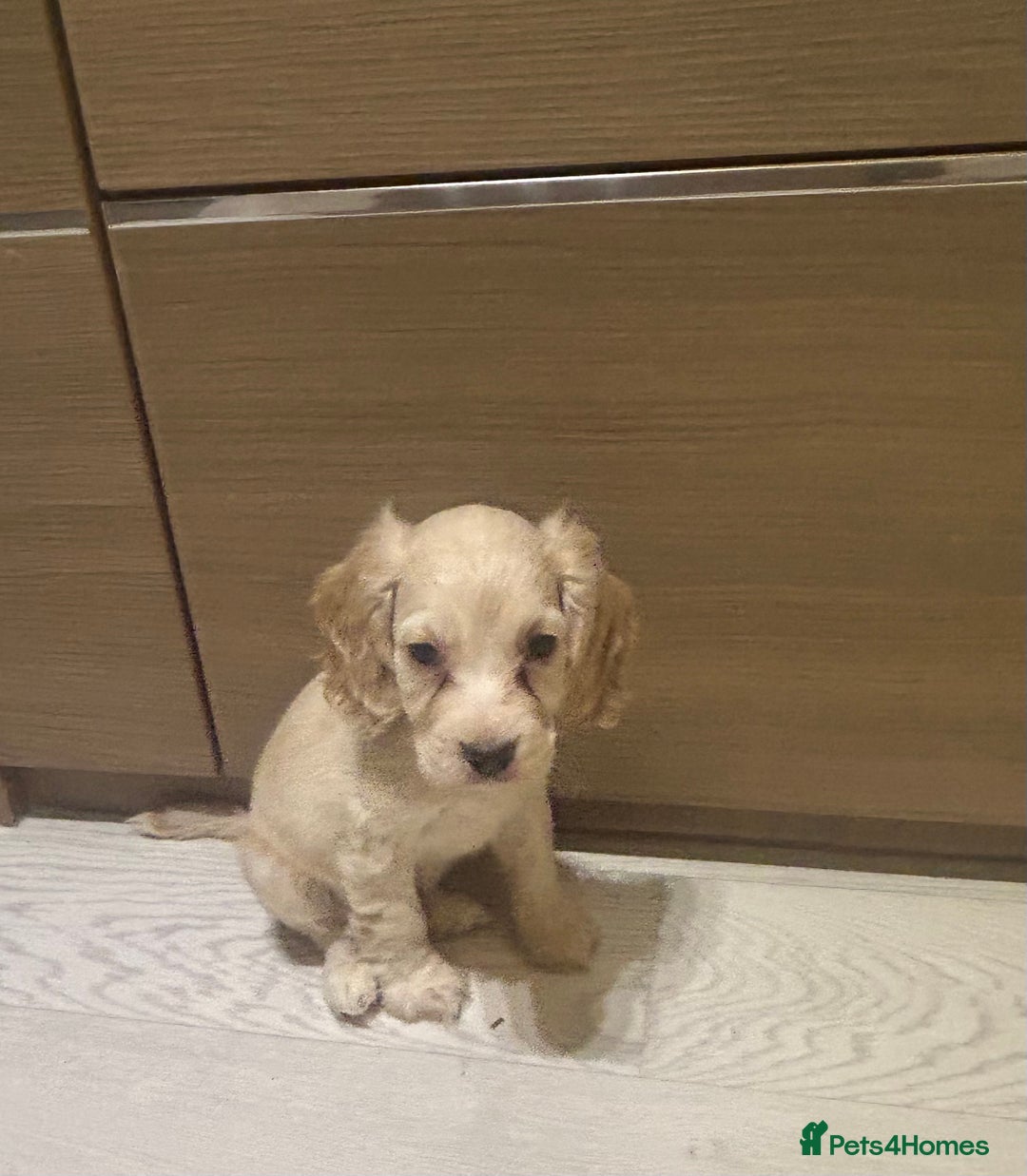 Cocker Spaniel dogs for sale: 🩷BEAUTIFUL SHOW COCKER PUPPIES🩷 - Image 4