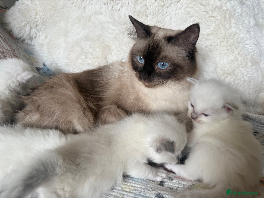 Ragdoll cats for sale: Beautiful litter of Ragdoll baby’s!  - Image 5