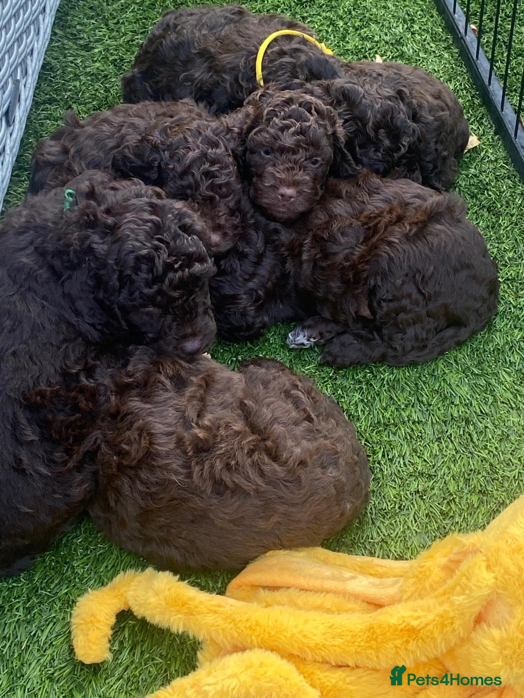 Cockapoo dogs for sale: Six beautiful chocolate F1b cockerpoo babies! - Image 4