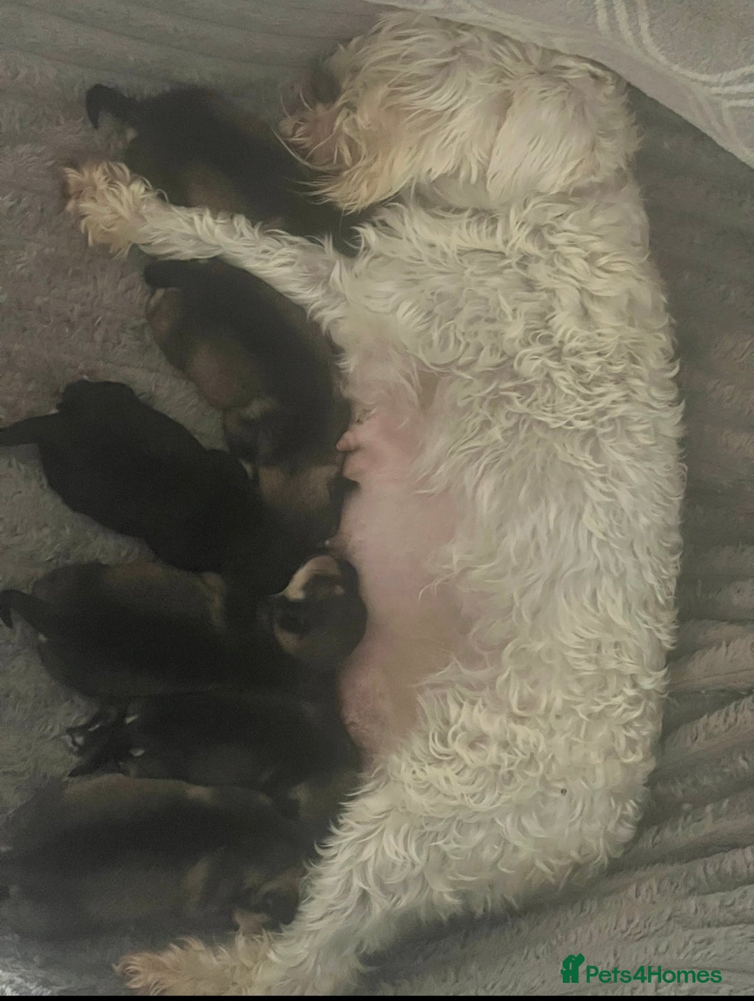 Miniature Schnauzer dogs for sale: 🤎🖤🩶Stunning Miniature Schnauzer Pups🩶🖤🤎 - Advert 11