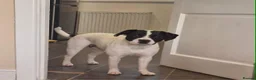Mixed Breed dogs for sale: Daisy. Staffy X in Camborne - Advert 2