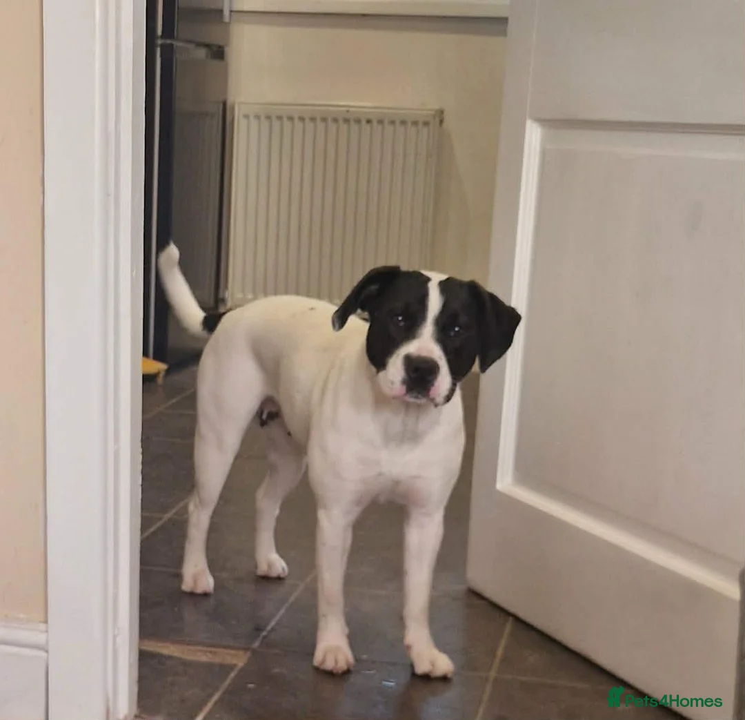 Mixed Breed dogs for sale: Daisy. Staffy X in Camborne - Advert 2