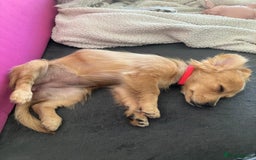 Mixed Breed dogs for adoption: Little (Tiny) Lady - Image 18