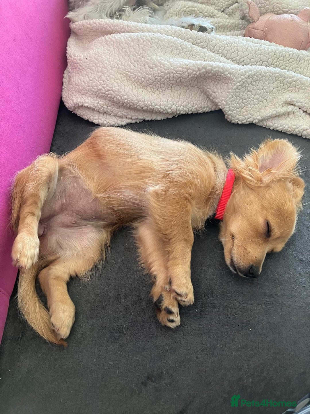 Mixed Breed dogs for adoption: Little (Tiny) Lady - Image 18