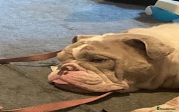 English Bulldog dogs for sale: English bulldog puppy  - Image 2