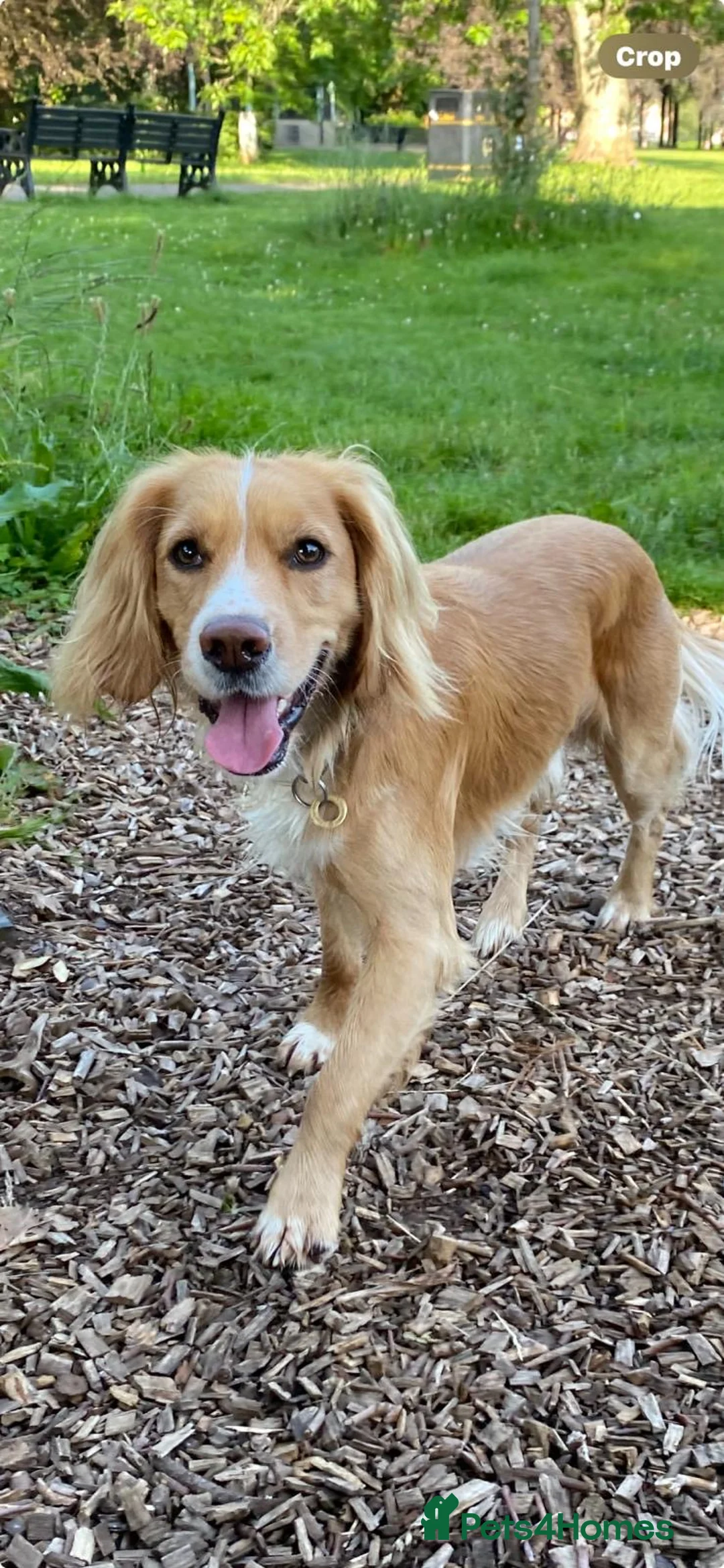 Cocker Spaniel dogs for stud: puff the magic tink kc name  - Advert 2
