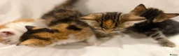 Mixed Breed cats for sale: Bengal Mix Kittens - Advert 21
