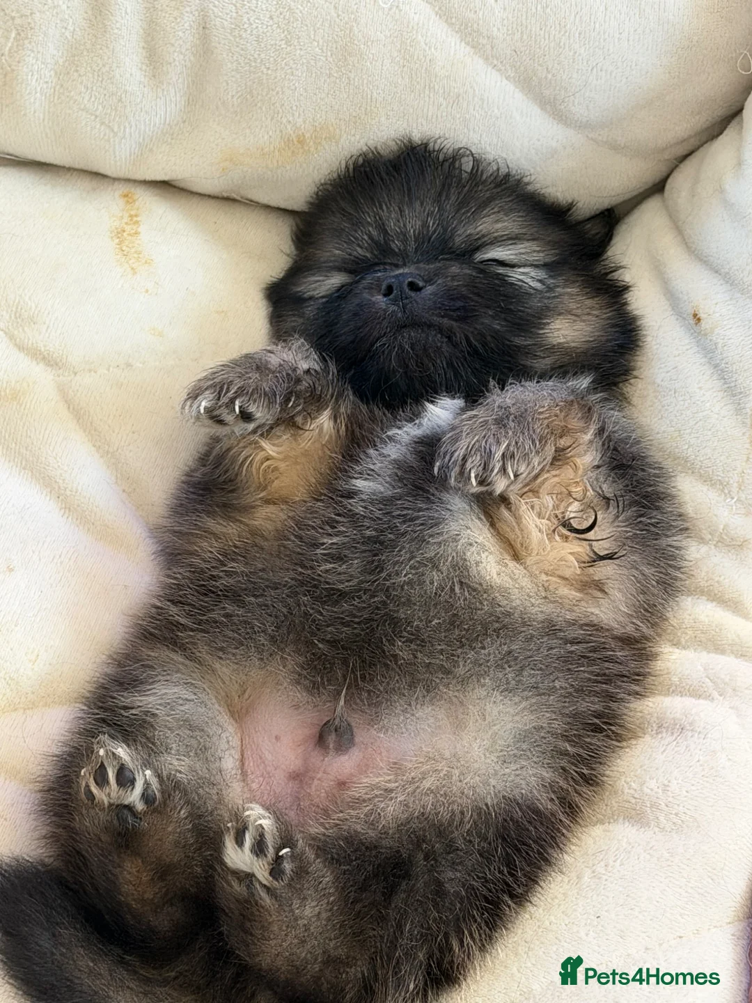 Pomchi dogs for sale: Teddy bear Pomchi puppies  - Advert 1