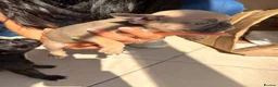French Bulldog dogs for sale: French bulldog puppies  - Advert 18