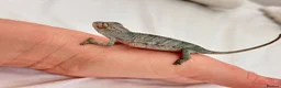 Chameleon reptiles for sale: Blue Ambanja Panther Chameleons  - Advert 11