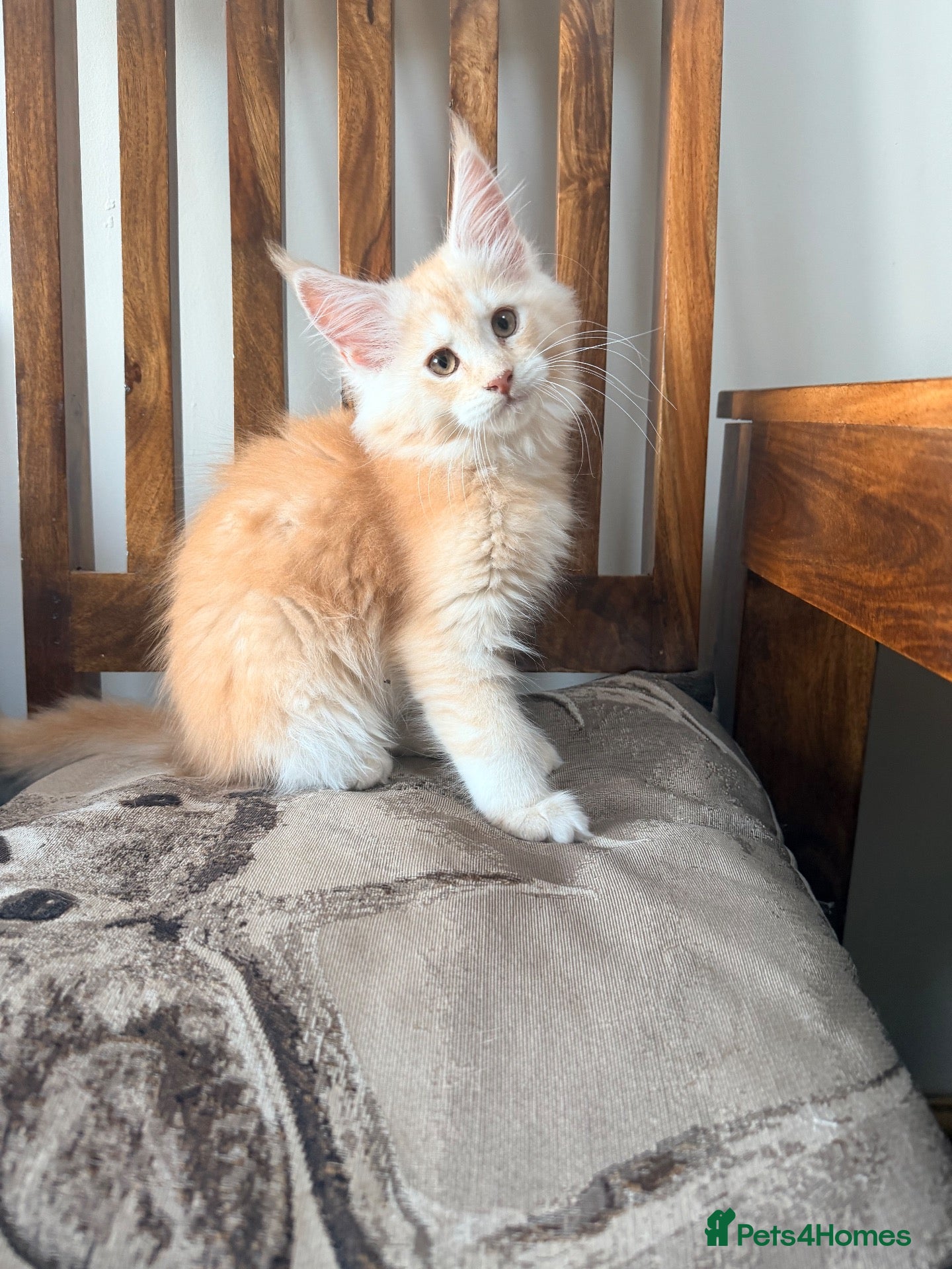 Maine Coon cats Fife registered, red silver Maine coon kittens  - Advert 1