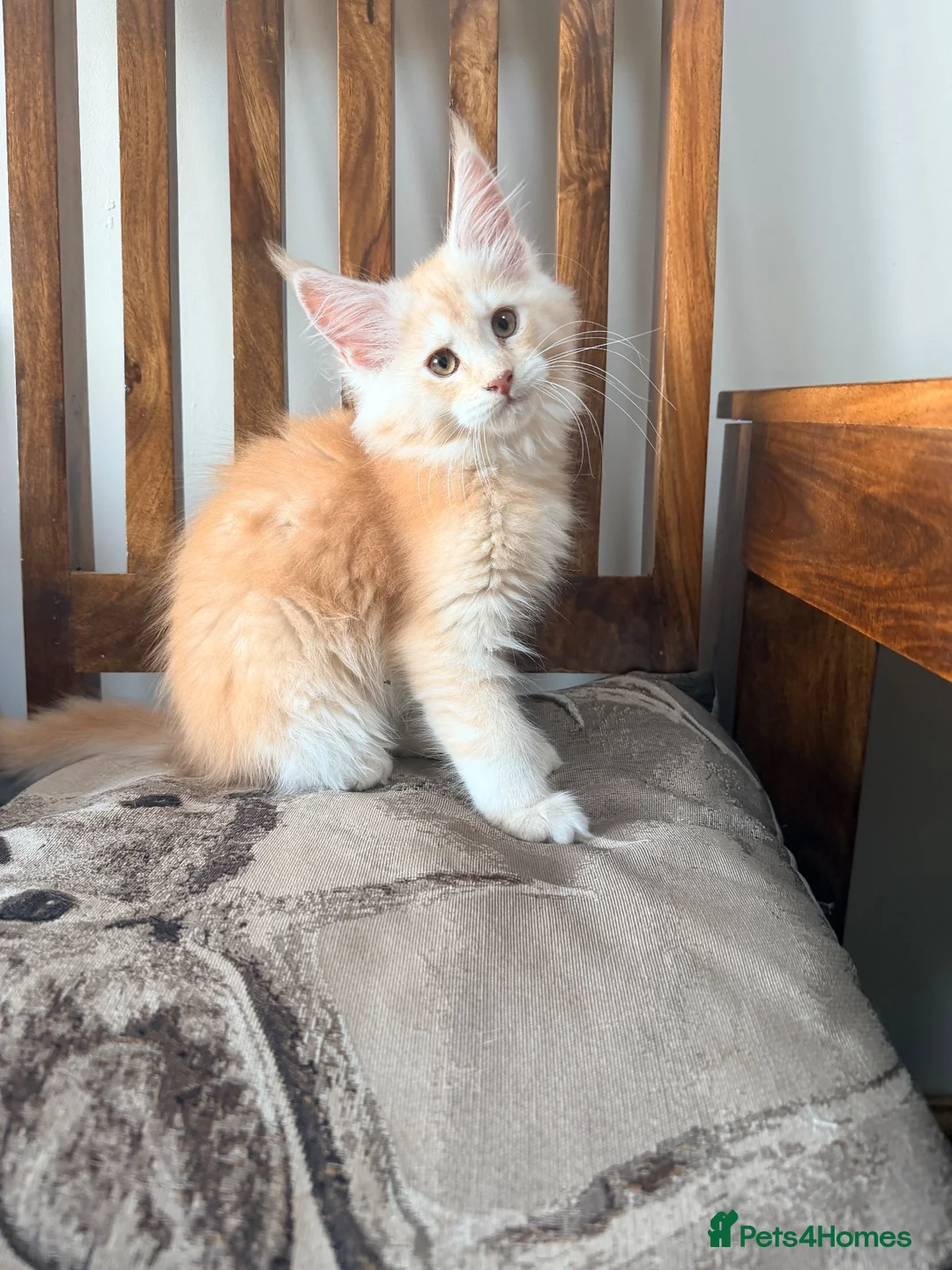 Maine Coon cats for sale: Fife registered, red silver Maine coon kittens  - Advert 1