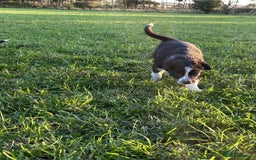 Border Collie dogs for sale: 4 Border collie puppies  - Advert 8