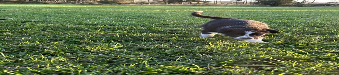 Border Collie Puppy 4