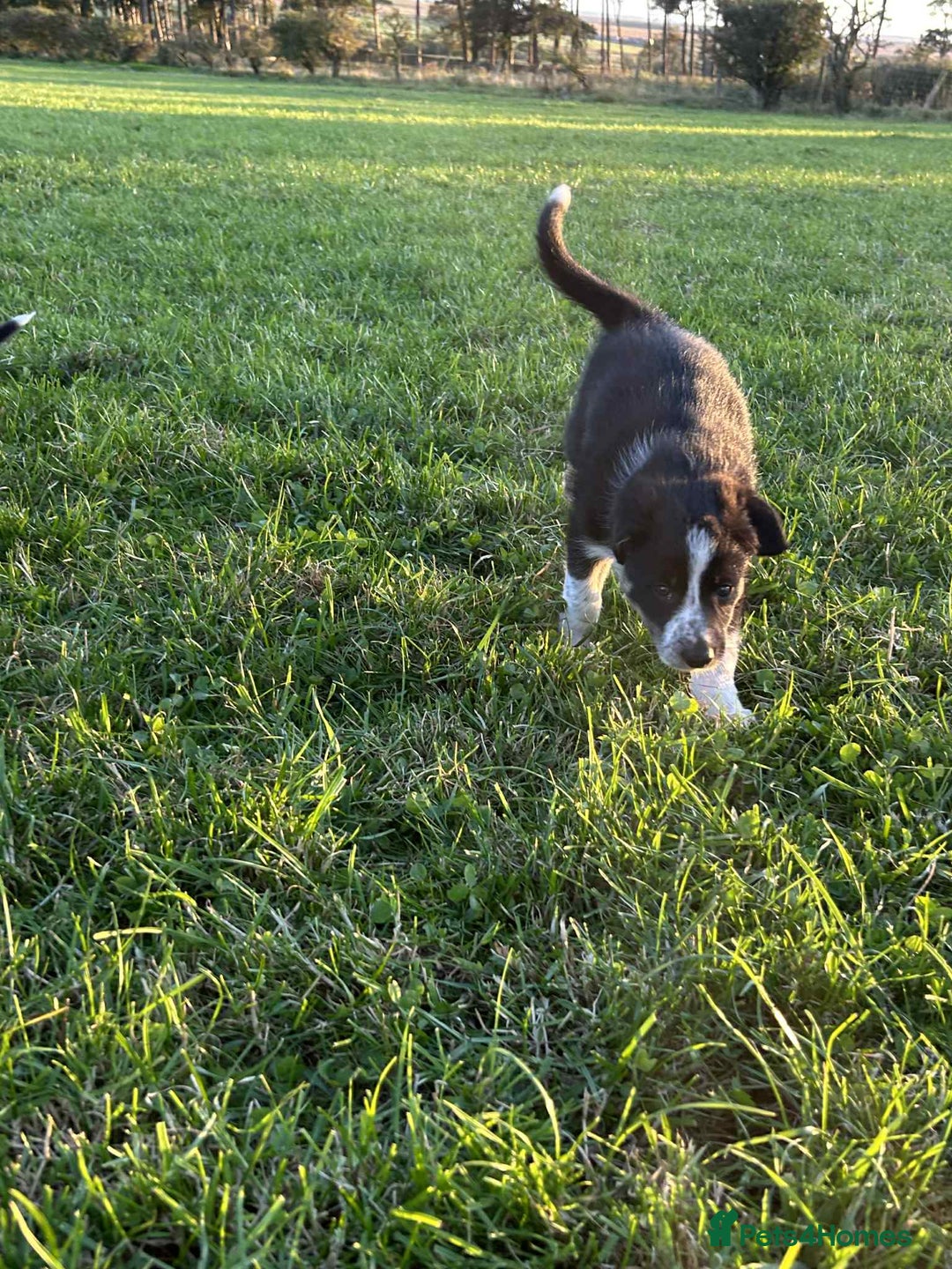 Border Collie dogs for sale: 4 Border collie puppies  - Advert 8