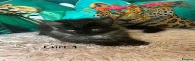 Maine Coon 4