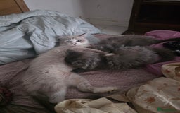 Siberian cats for sale: Beautiful Siberian Kittens – 2.5 Months Old - Image 4