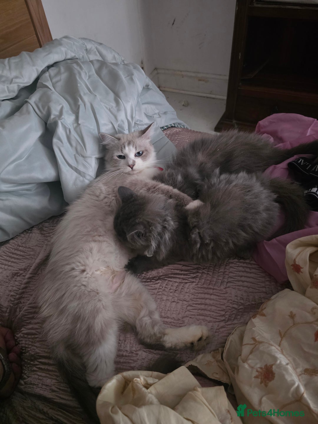 Siberian cats for sale: Beautiful Siberian Kittens – 2.5 Months Old - Image 4