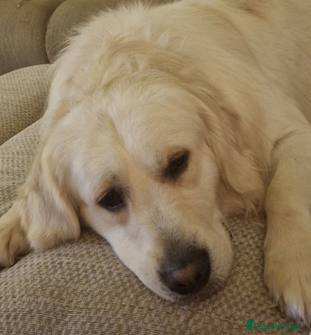 Golden Retriever dogs for sale: Dave the Retriever - Image 2