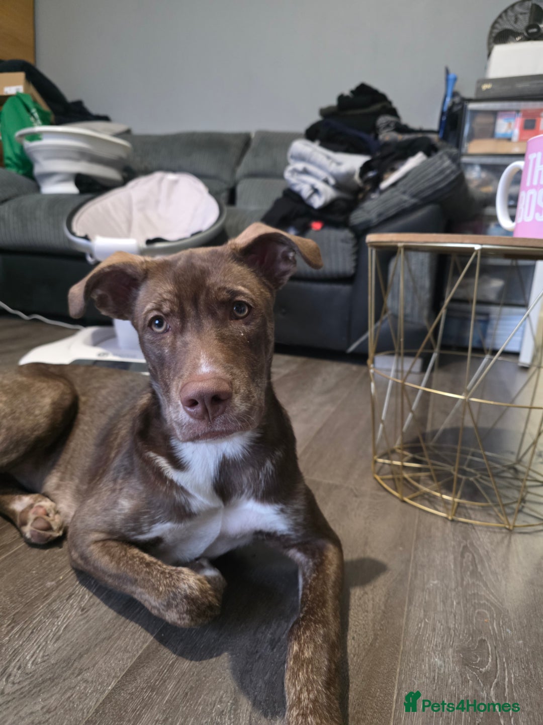 Mixed Breed dogs for sale: Beautiful chocolate mix breed puppy  - Advert 5