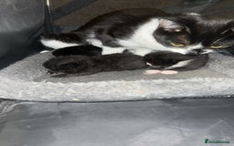 British Shorthair cats for sale: A mother with her three kittens  - Image 1