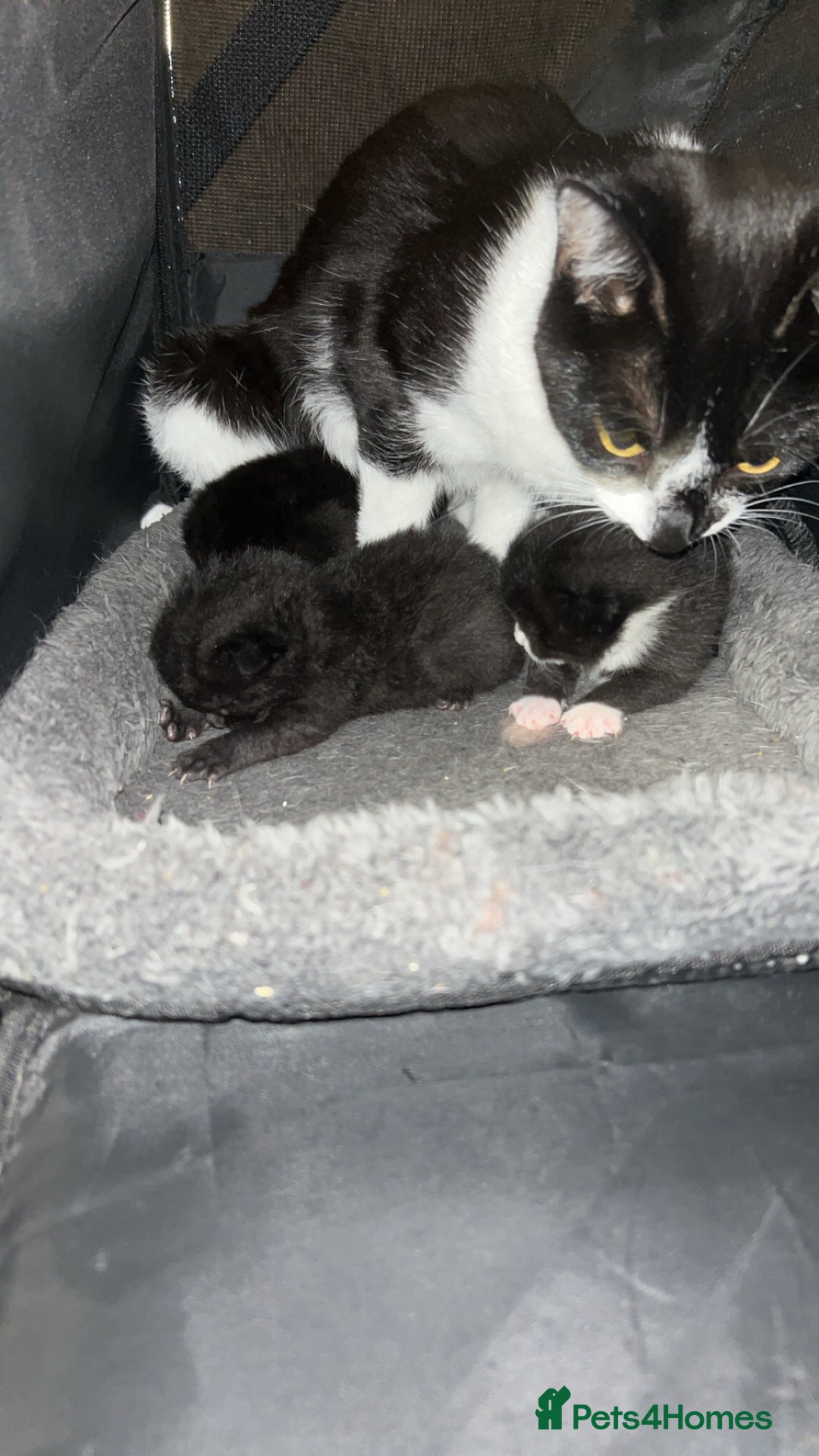 British Shorthair cats for sale: A mother with her three kittens  - Image 1