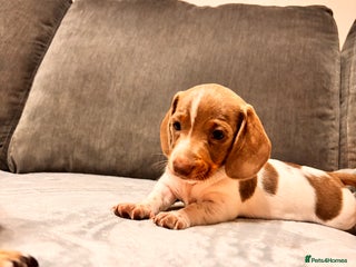 Miniature Dachshund dogs Stunning Miniature Dachshunds Piebald/Isabella 💙 - Advert 9