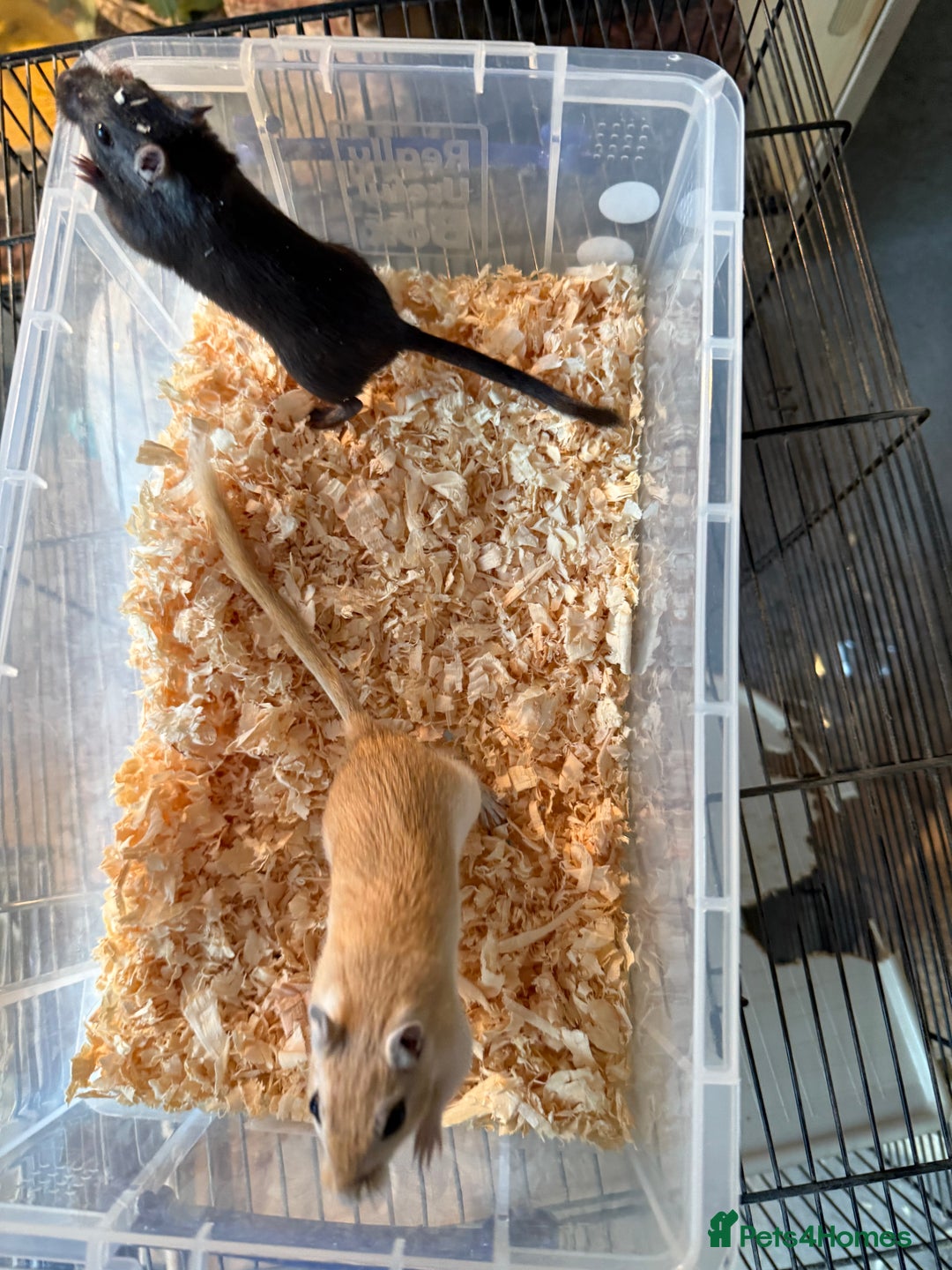 Gerbil rodents for sale: 2 male gerbils for rehome  - Advert 2