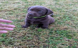 Labrador Retriever dogs for sale: 6 Adorable Chocolate Labs for Sale - Image 14