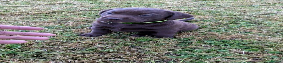 Labrador Retriever Puppy 5