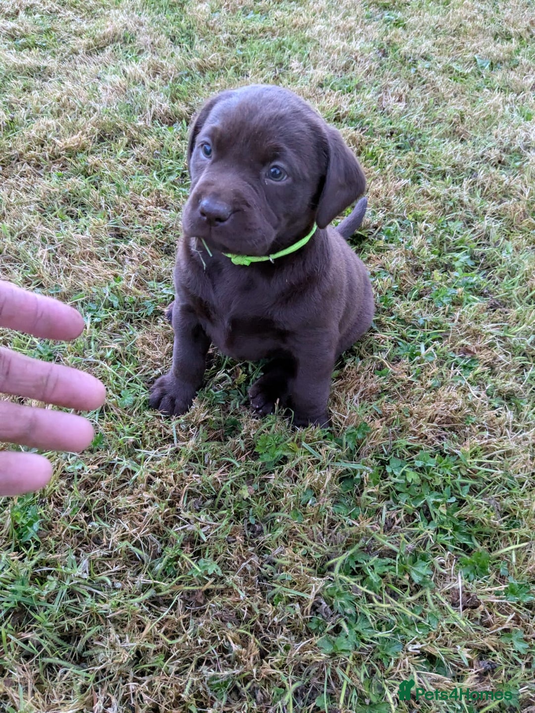 Labrador Retriever dogs for sale: 6 Adorable Chocolate Labs for Sale - Image 14