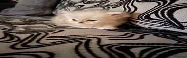 Persian 3