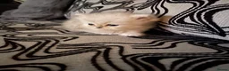 Persian cats for sale: beautiful pure bred Persian kittens - Advert 2