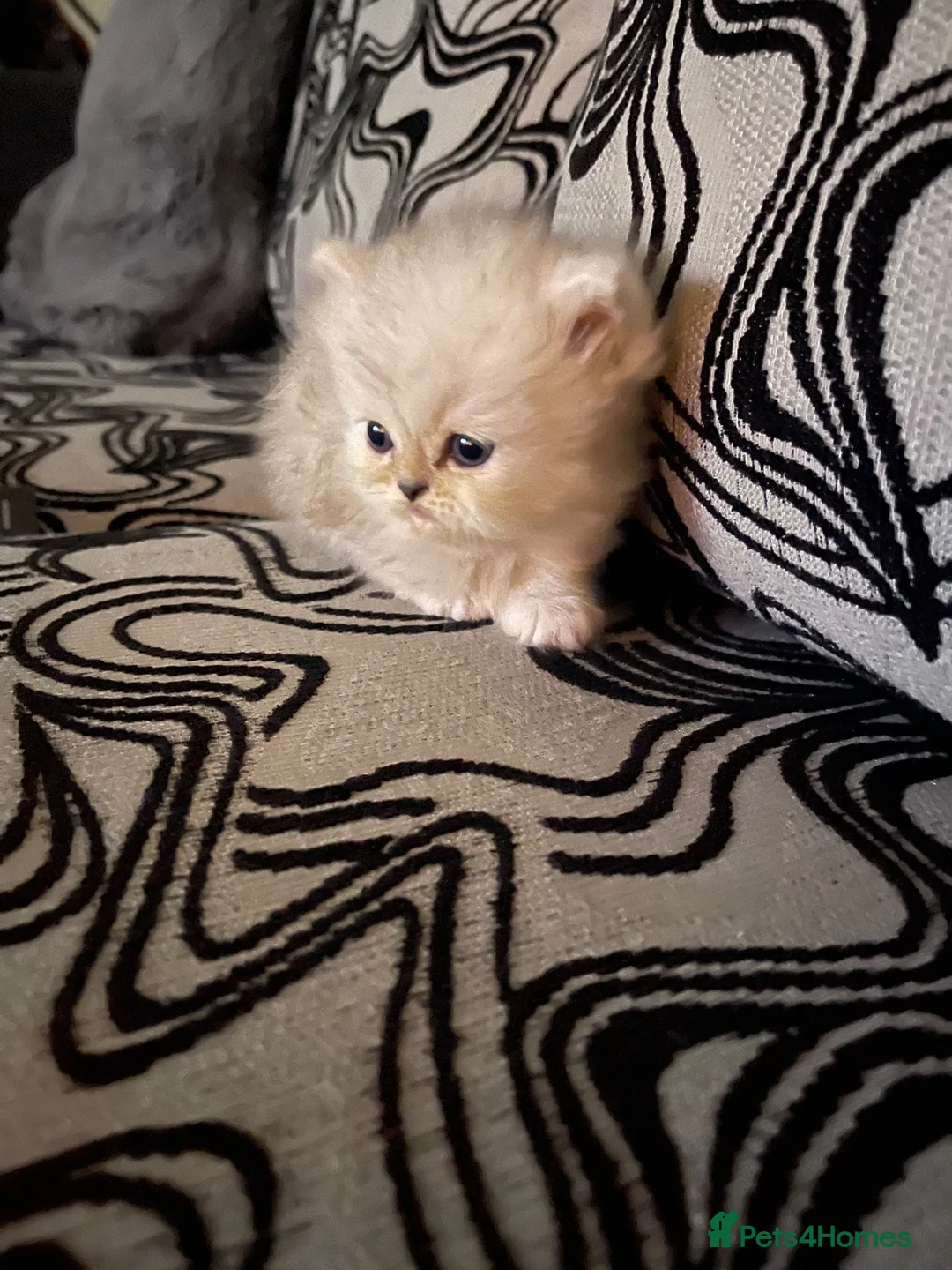 Persian cats for sale: beautiful pure bred Persian kittens - Advert 2