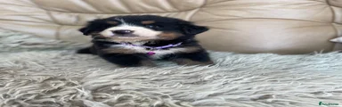 Bernese Mountain Dog 7