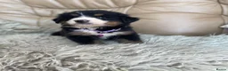 Bernese Mountain Dog dogs for sale: Stunning boys and girls - Advert 31