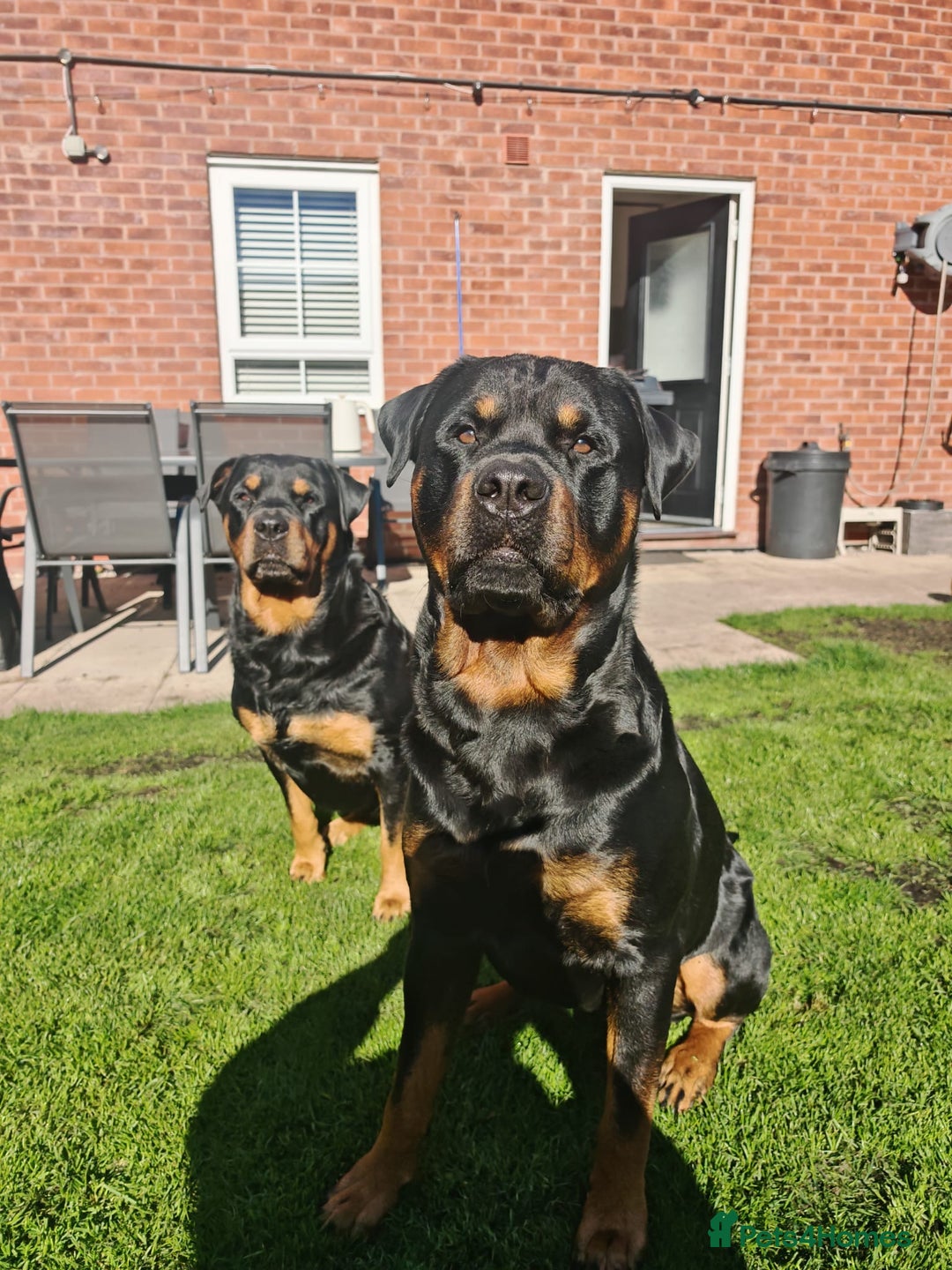 Rottweiler dogs for sale: Rottweiler puppies  - Advert 30