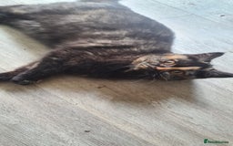 British Shorthair cats for sale: Ready to leave*bsh babies - Image 7