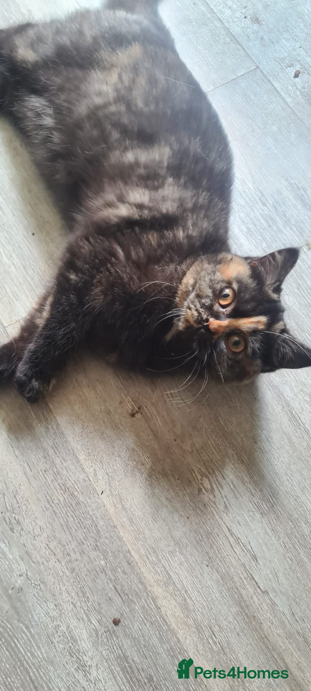 British Shorthair cats for sale: Ready to leave*bsh babies - Image 7