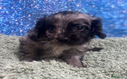 Cavapoo dogs for sale: F1 cavapoo puppies 🐶 🩵💜 - Image 10