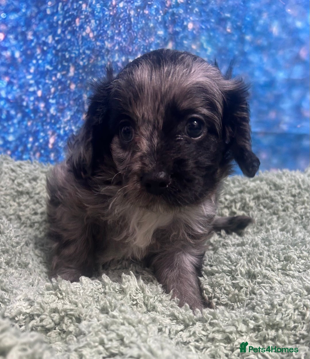 Cavapoo dogs for sale: F1 cavapoo puppies 🐶 🩵💜 - Image 10