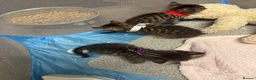 Bengal cats for sale: Rare Pedigree Zorro masked charcoal Bengal Kittens in Orpington - Advert 38