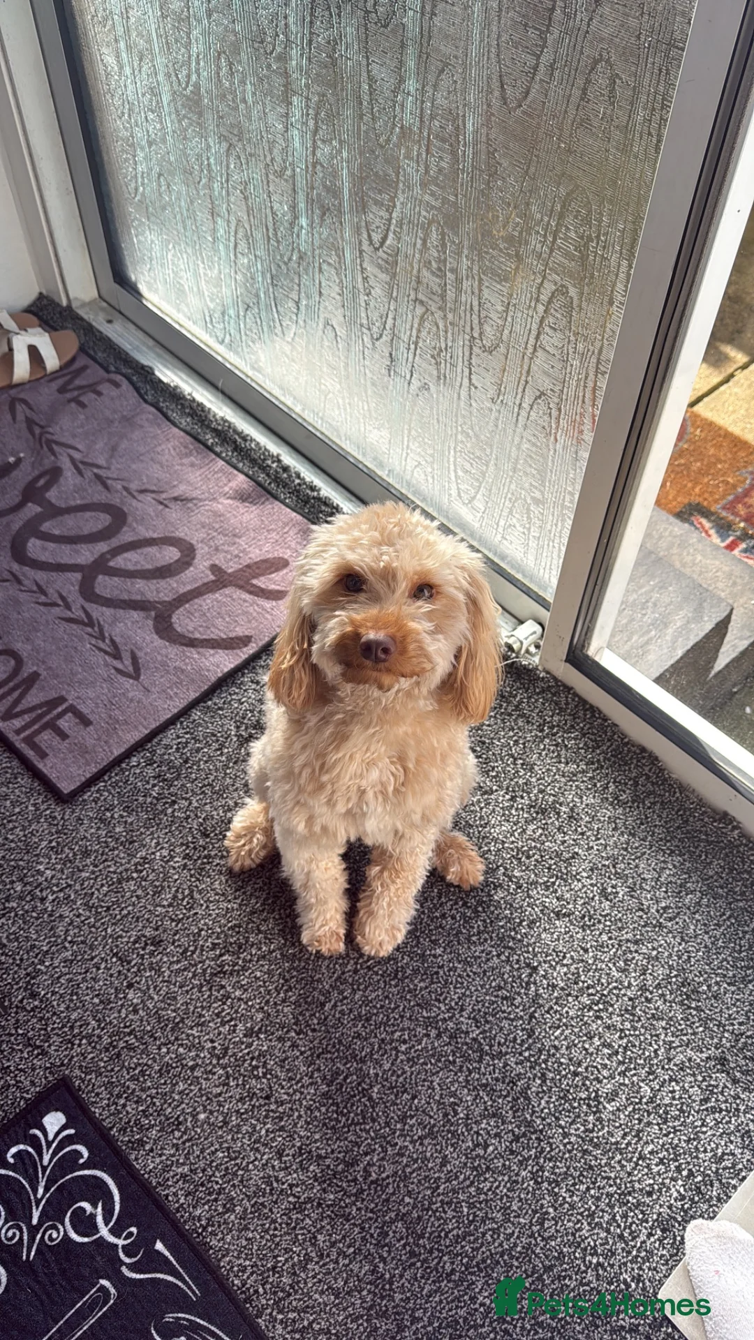 Cockapoo dogs for sale: Cream Cockapoo girls  in Grays - Advert 2