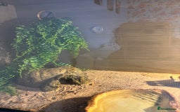 Gecko reptiles for sale: Leopard gecko and full set up - Image 5