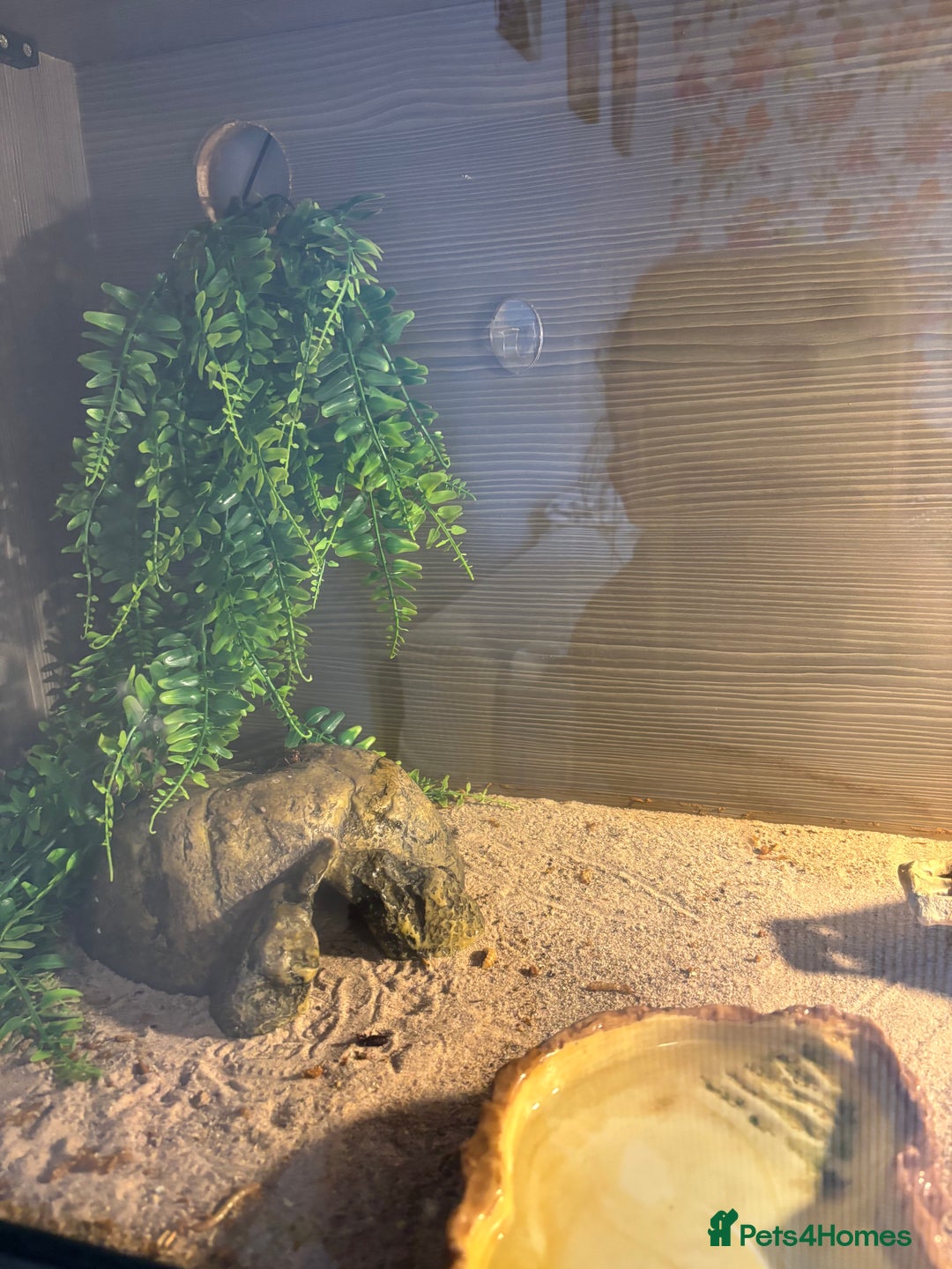 Gecko reptiles for sale: Leopard gecko and full set up - Image 5