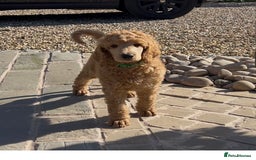 Standard Poodle dogs for sale: Stunning KC Reg Apricot Boy - Image 1